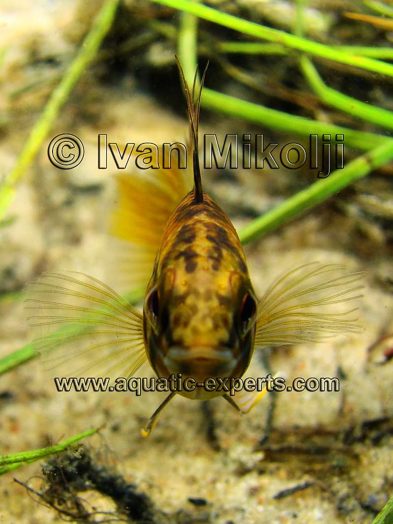 Apistogramma